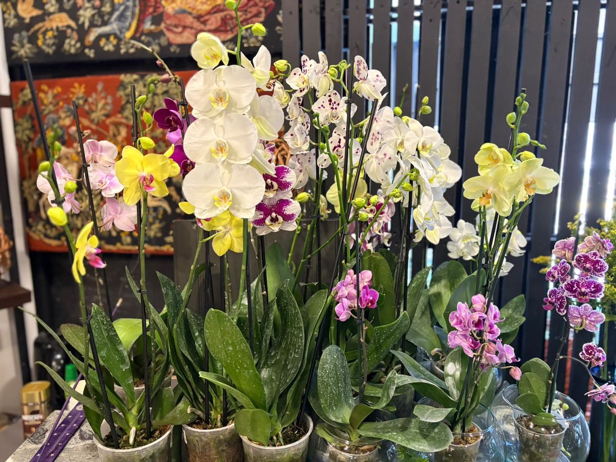 Orquídeas de colores