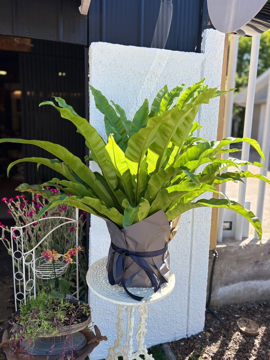 Planta en mesa de fierro antigua